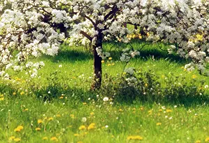 Blissful: Apple