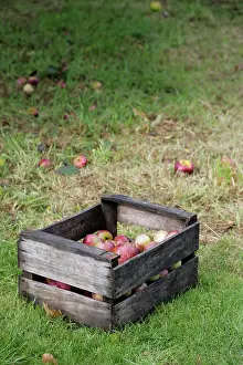 Collected: Apple