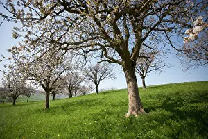 Blissful: Apple