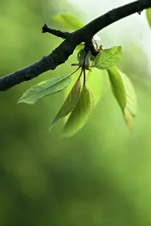 Smell: Apple