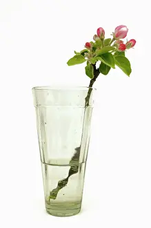 Sprig: Apple, Malus domestica, blossom sprig In a jar of water