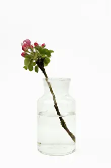 Sprig: Apple, Malus domestica, blossom sprig In a jar of water