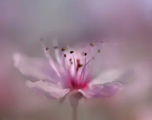 Silky: Apple, Malus domestica, Very close side view of