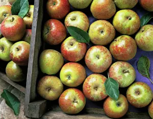 Pippin: Apple