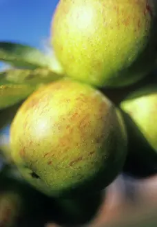 Connected: Apple