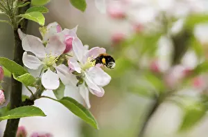 Perfume: Apple, Malus domestica cultivar, Pink subject