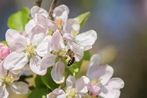 Perfume: Apple, Malus domestica cultivar, Pink subject
