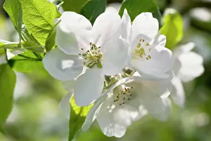 Fragile: Apple