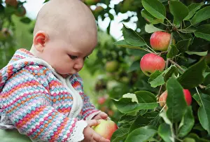 Discovery: Apple, Malus domestica Discovery, A baby in a