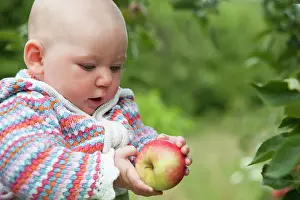 Discovery: Apple, Malus domestica Discovery, A baby in a