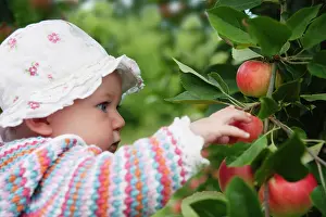 Discovery: Apple, Malus domestica Discovery, Close view of