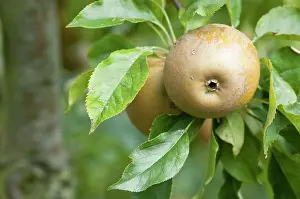 Russet: Apple