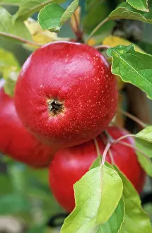 Fiesta: Apple