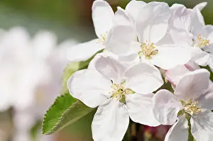 Fiesta: Apple, Malus domestica Fiesta, blossoms in flower
