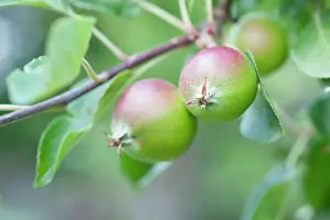 Fiesta: Apple, Malus domestica Fiesta'. Close view of two