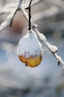 Fiesta: Apple, Malus domestica Fiesta, One snow covered