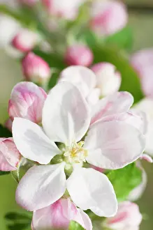 Acre: Apple, Malus domestica Kings Acre Pippin, blossoms in flow