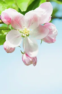 Superfood: Apple, Malus domestica Kings Acre Pippin, blossoms against