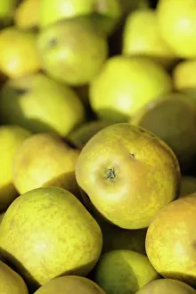 Lemon: Apple, Malus domestica Lemon pippin, Close up of harveste