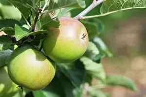 Lord: Apple, Malus domestica Lord Lambourne, Two apples