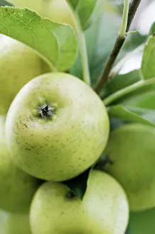 Pineapple: Apple