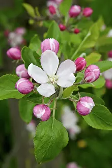 Sprig: Apple, Malus domestica, sprig of blossom, one flower open, o