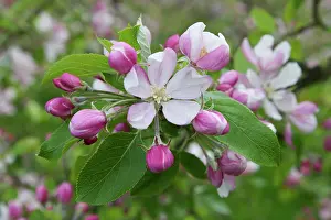 Sprig: Apple, Malus domestica, sprig of blossom, one flower open, o