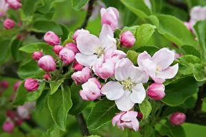 Sprig: Apple, Malus domestica, sprig of blossom, one flower open, o