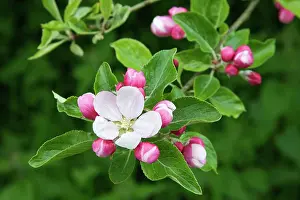 Sprig: Apple, Malus domestica, sprig of blossom, one flower open, o
