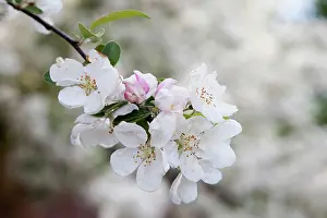 Sprig: Apple, Malus domestica, a sprig of white blossom, flowers ti