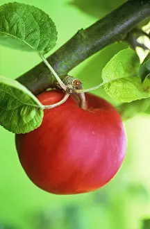 Superfood: Apple