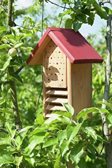 Malus: Apple, Malus domestica, Wooden insect shelter