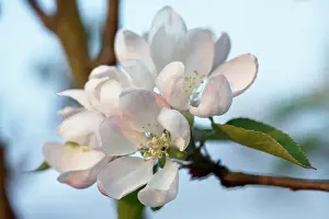 Worcester: Apple