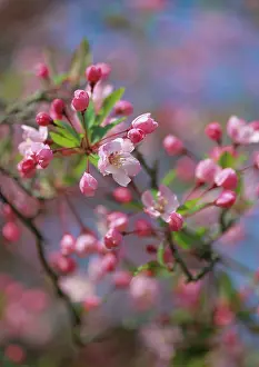 Floribunda: Apple