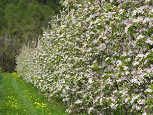 Important: Apple (malus) growing in the valley Vinschgau