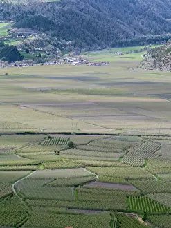 Important: Apple (malus) growing in the valley Vinschgau