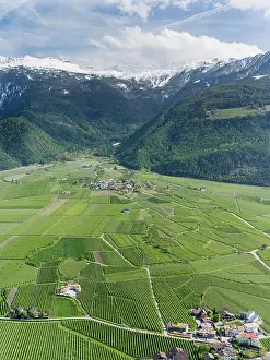 Important: Apple (malus) growing in the valley Vinschgau