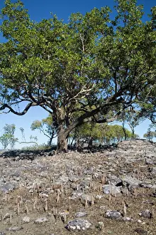 Pneumatophores: Apple Mangrove with pneumatophores