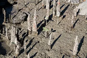 Pneumatophores: Apple Mangrove pneumatophores