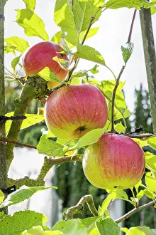 Ancient: Apple Marie Madeleine, Malus domestica Marie