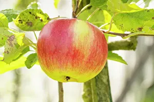 Ancient: Apple Marie Madeleine, Malus domestica Marie