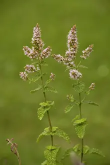 Suaveolens: Apple mint