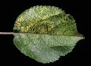 Chlorosis: Apple mosaic virus (AMV)