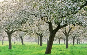 Apple Orchard - Blossoms - c/u