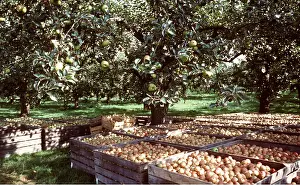 Apples: APPLE ORCHARD - Bramley Trees with Grenadier (used