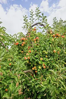 Orchards: Apple Orchard Domaine d'Astros Vidauban France