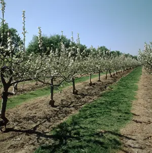 Malus: Apple orchard in Flower