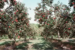 Commercial: APPLE ORCHARD - Worcesters