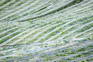 Orchards: Apple orchards with anti- hail nets and anti- moth