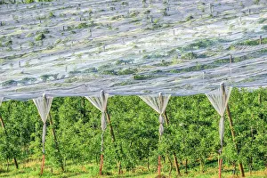 Orchards: Apple orchards with anti- hail nets and anti- moth